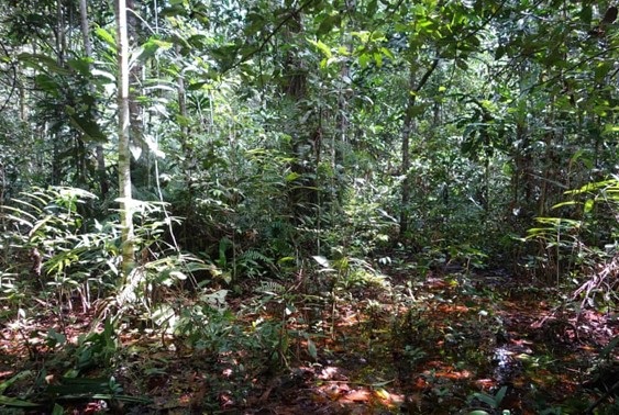 Cuvette Centrale - Congo- the world’s largest tropical Peatland