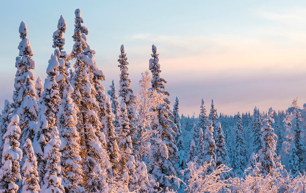 Why We Should Protect the Boreal Forest