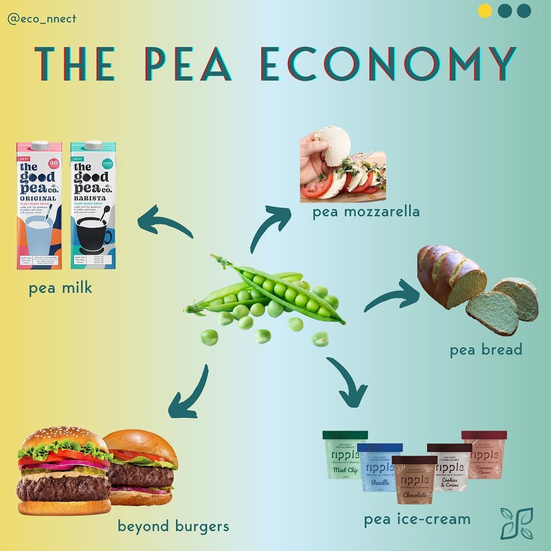 Have you noticed that peas are making their way into many food products? From pea milk, to pea burgers, pea cheeses, gluten free pea bread...
Why the sudden interest in peas?
Well peas are great for you and they are also great to grow. They literal