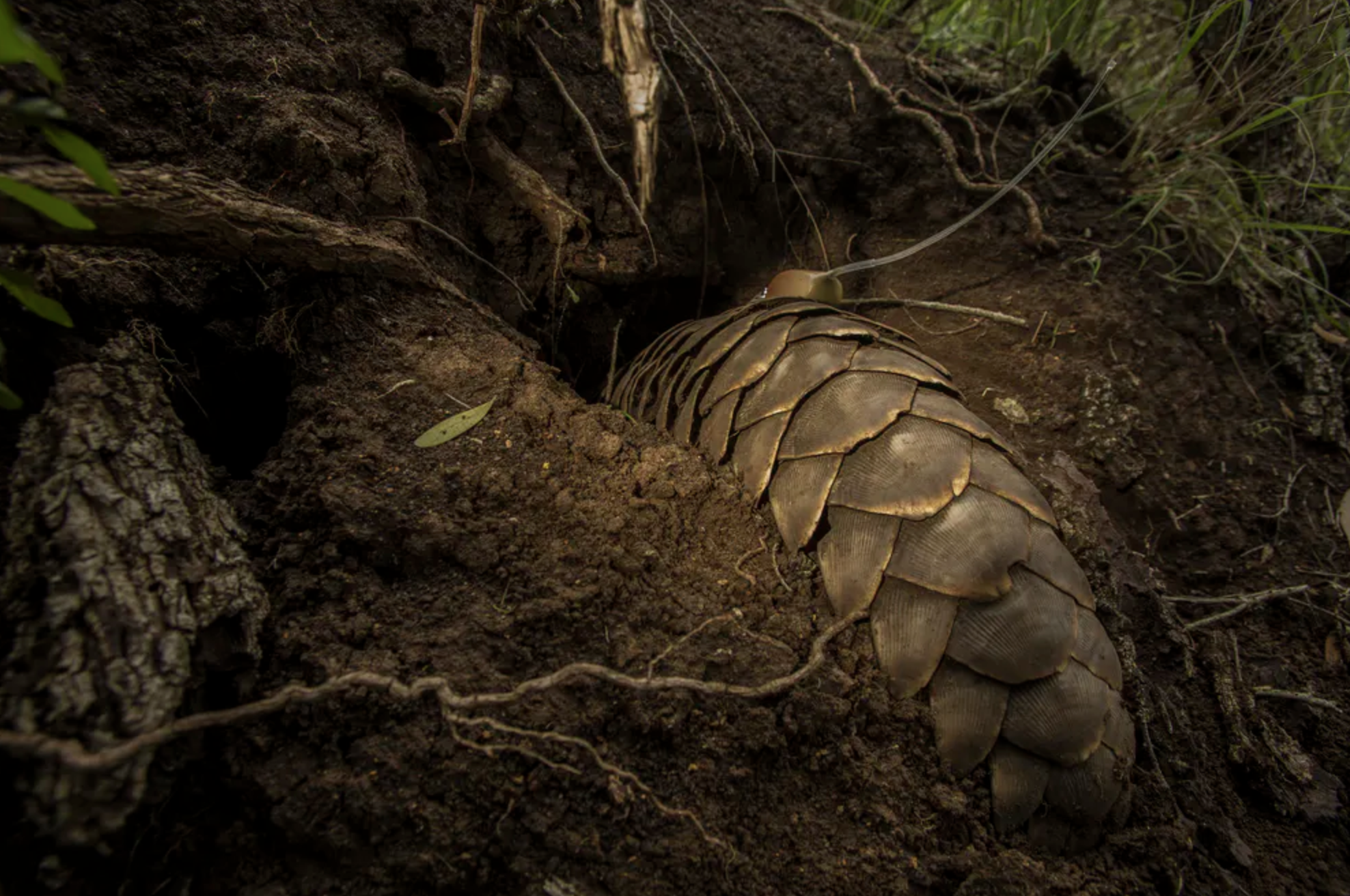 Released pangolins are located at burrows like this one.&nbsp;Alex Braczkowski