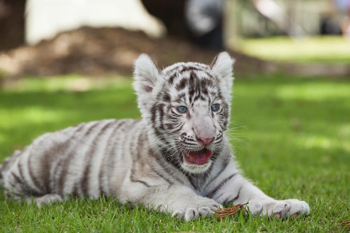 Tiger King