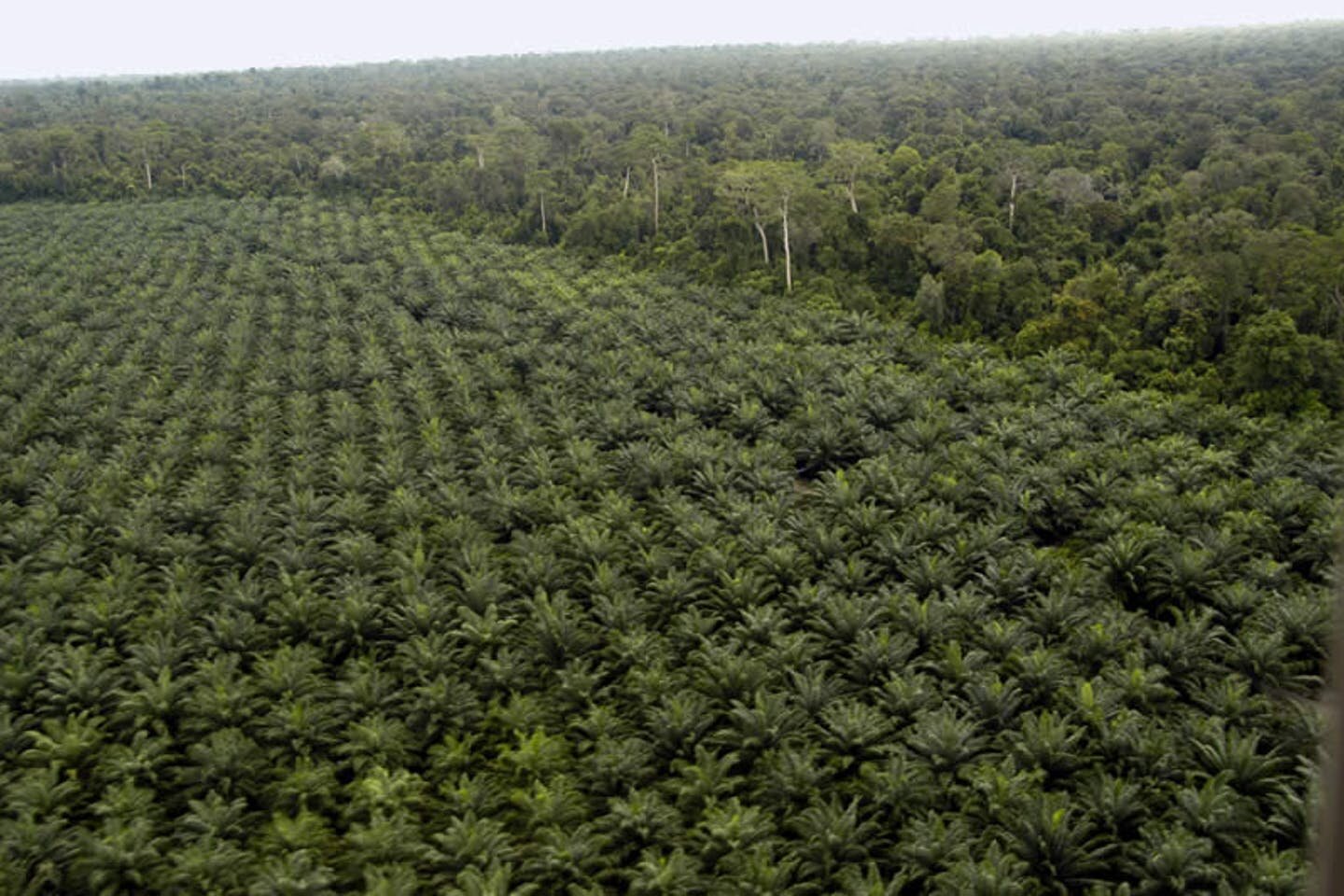 palm oil plantation in borneo indonesia