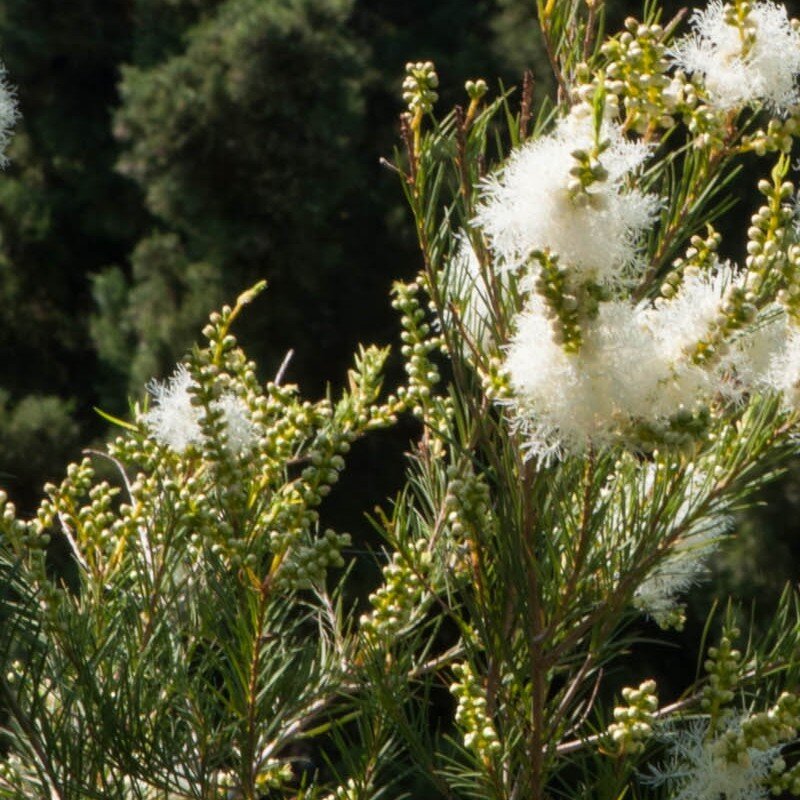 5. Tea tree (Melaleuca) - If you didn’t know about this sacred pimple-miracle-vanisher, then you need to add this to your skin care routine!!! Its properties heal acne, psoriasis, and a dry-itchy scalp.You can mix this with home-made face masks or add it to your toner. Its aroma makes you feel like you are walking through a dry and frosty forest.Uses:1. Acne: add tea tree oil to a clay face mask and watch the vanishing results.2. Hair lice: mix tea tree oil with your shampoo and conditioner3. Hand sanitizer: if you run out of your supermarket sanitizer, use a few drops along with sunscreen to disinfect your hands.