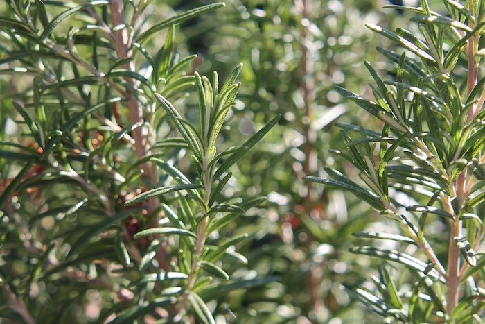 7. Rosemary - A big favorite in the kitchen and in the working space! Rosemary has focusing properties that allow you to stay in your best working mood. It purifies the air and it may improve your brain function.It also stimulates hair growth and makes it stronger to avoid hair loss.Rosemary has been used in several clinical trials to fight cancer cells and tackle food poisoning.Uses:1. Studying: add drops of rosemary oil in your diffuser and in your forehead for deep focus.2. Hair growth: add rosemary to any hair product to strengthen your hair.3. Increase circulation: add drops to the places where circulation is being retained.