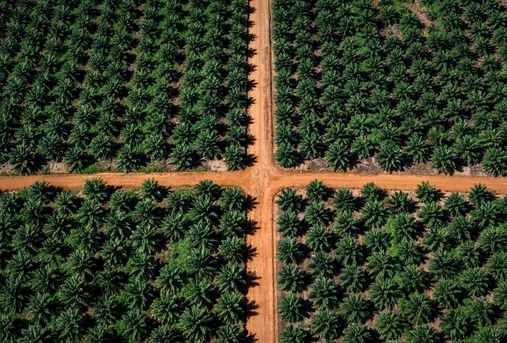 Sri Lanka bans palm oil imports