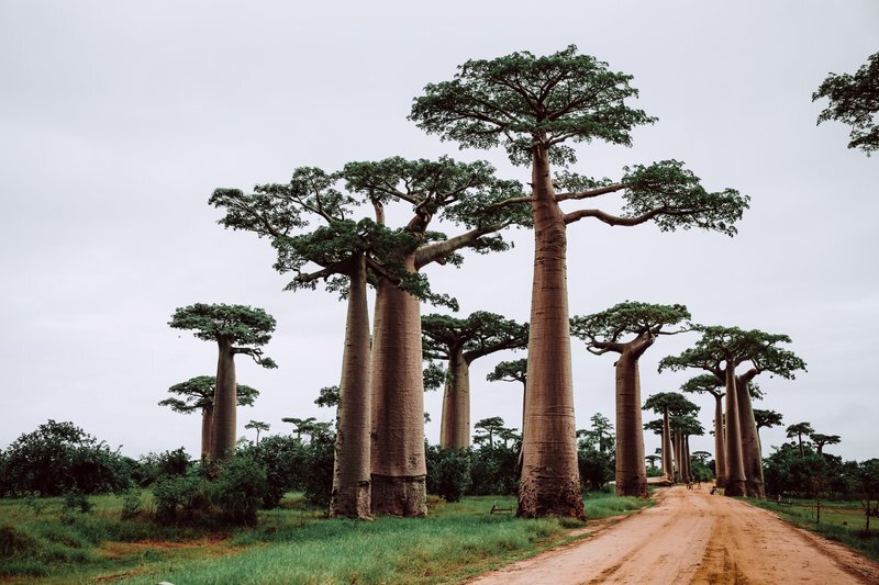  Now Climate Change is Killing These Iconic Baobabs