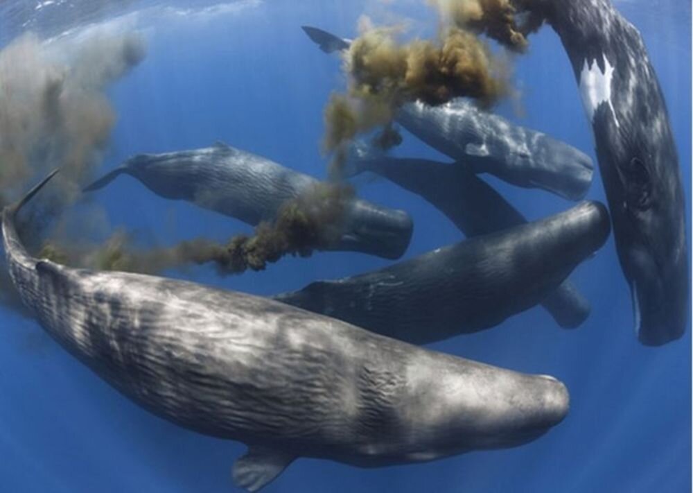 whale poo can alleviate climate change