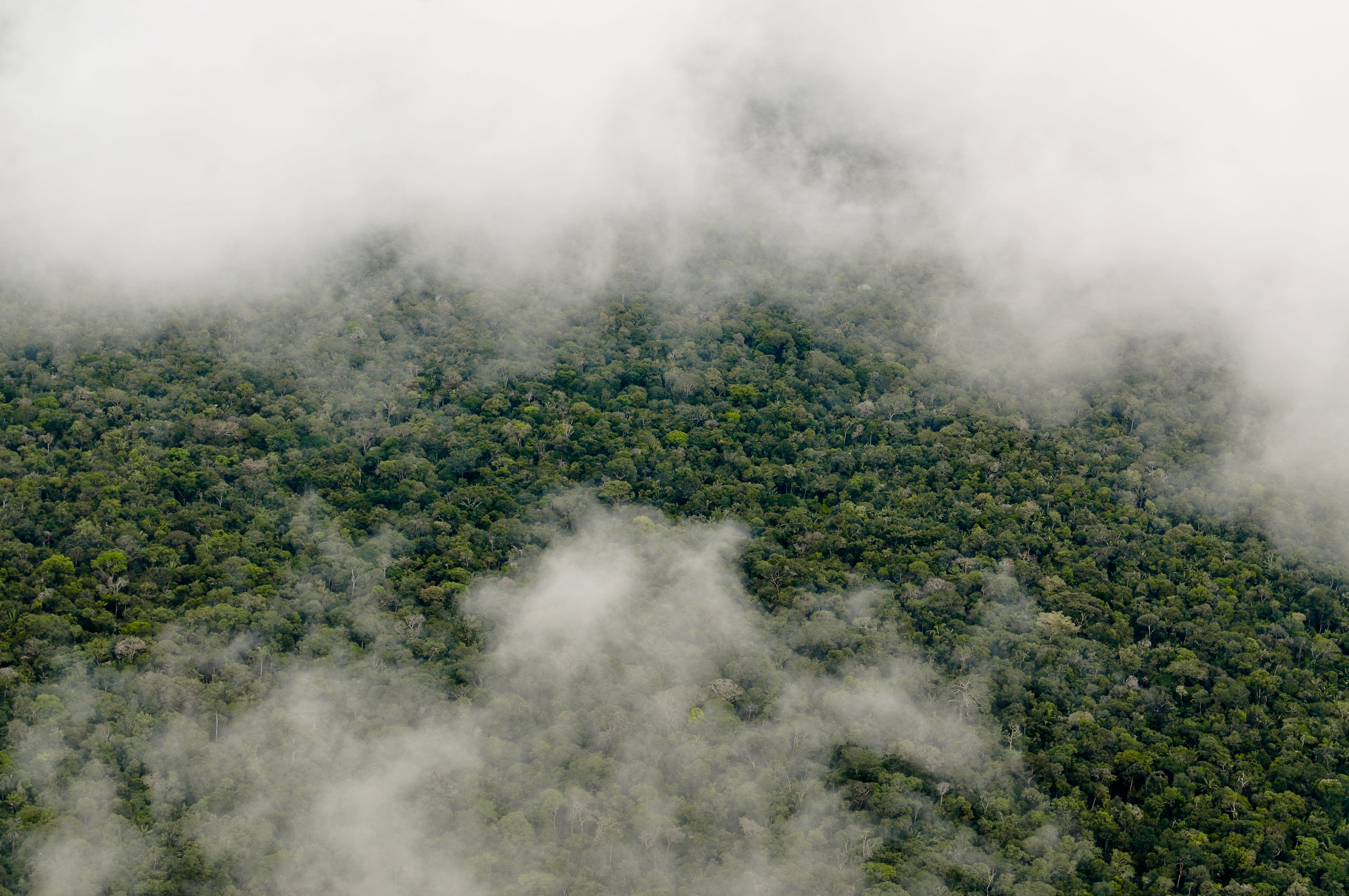 Clouds gathering above the treetops of the Amazon Rainforest.