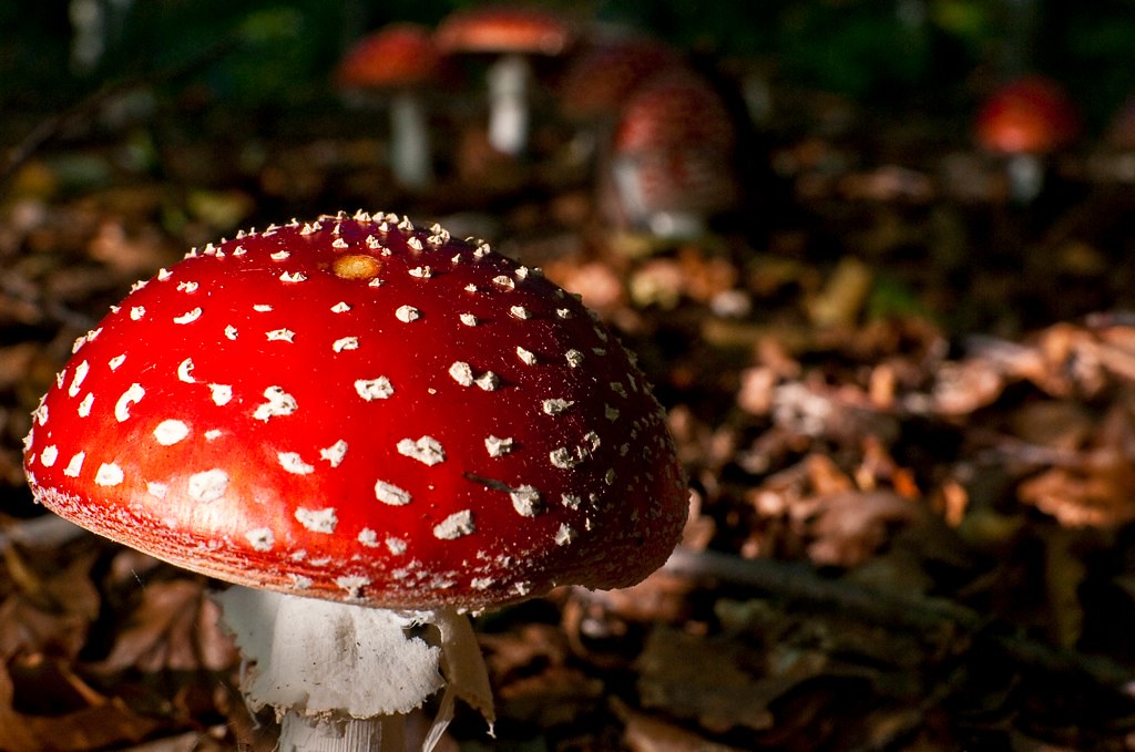 Amanita muscaria growing amongst leaves and dirt on the ground.