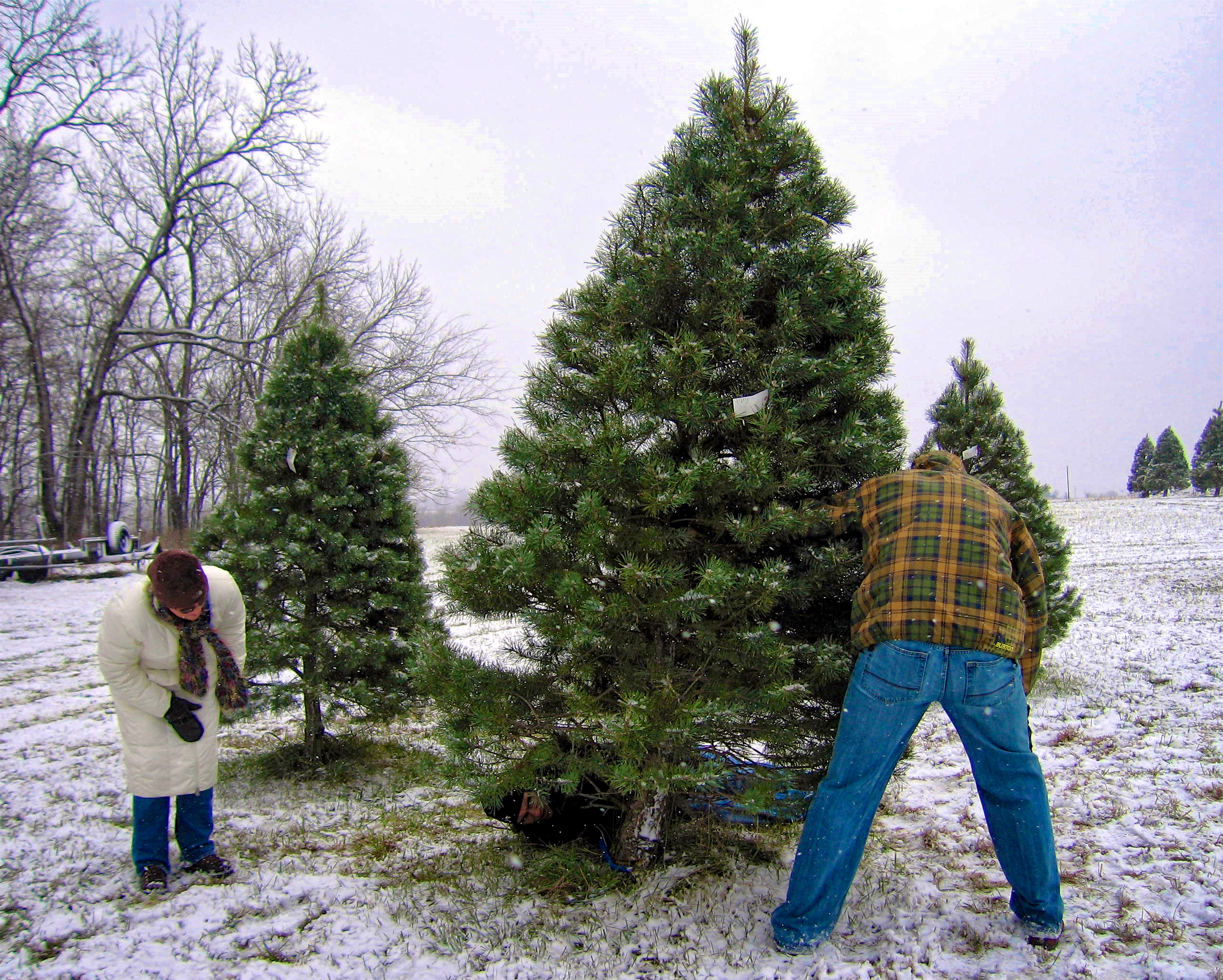 A man chops down a christmas tree for a woman who is bending over watching him fell the tree. There is snow on the ground and two christmas trees near by.