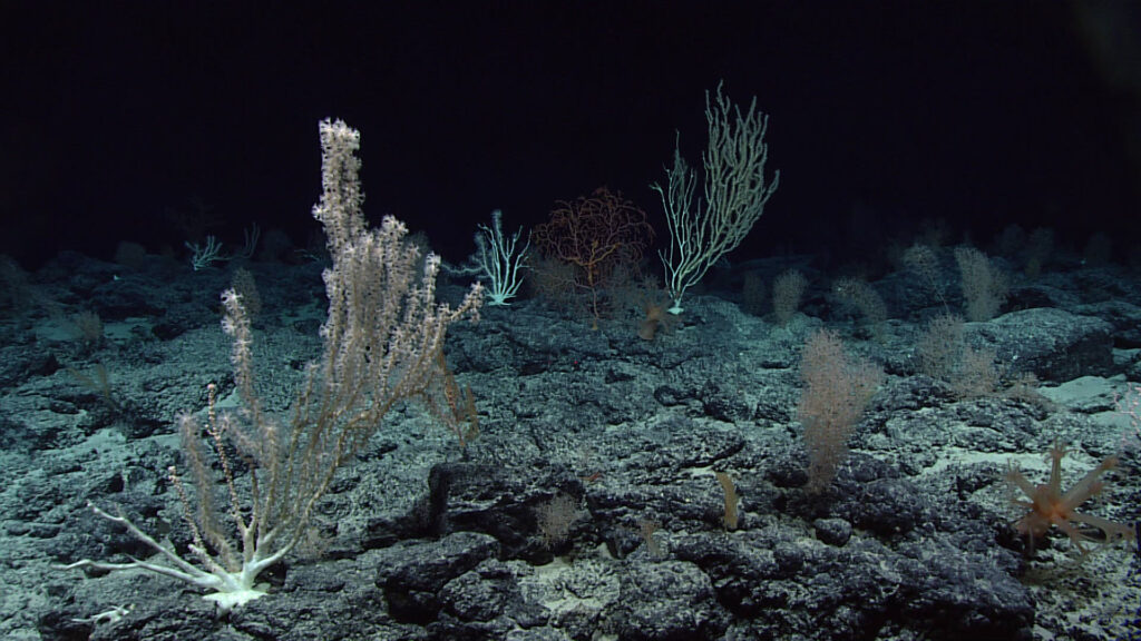 deep sea coral in the Pacific