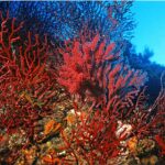 mediterranean sea coral