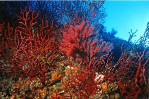 mediterranean sea coral