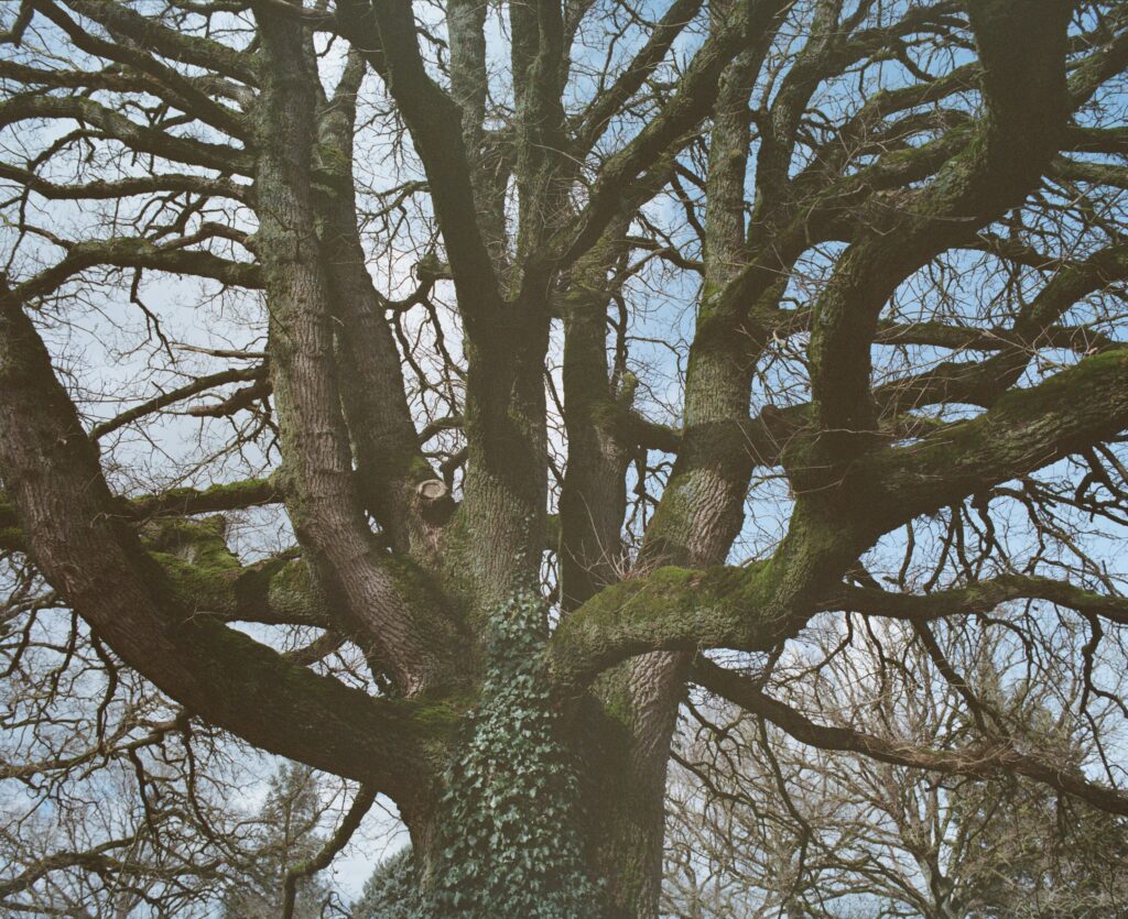 The branches of an oak tree at Vernassac farm.