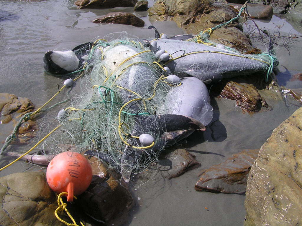 A dead Hector's dolphin caught in a recreational fishing net.
