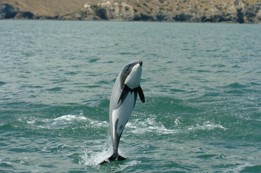 A Hector's dolphin jumps out of the ocean.