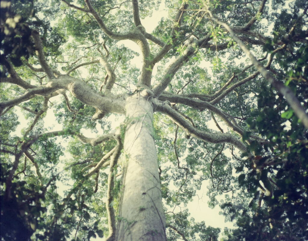 Looking up to the green foliage of a sumauma tree at the Yorenka Tasorentsi Institute.