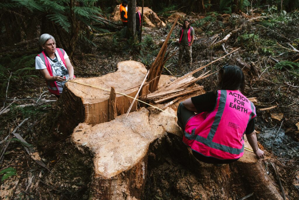 Jenny Weber measures a tree stump in the Styx Valley logging coupe.