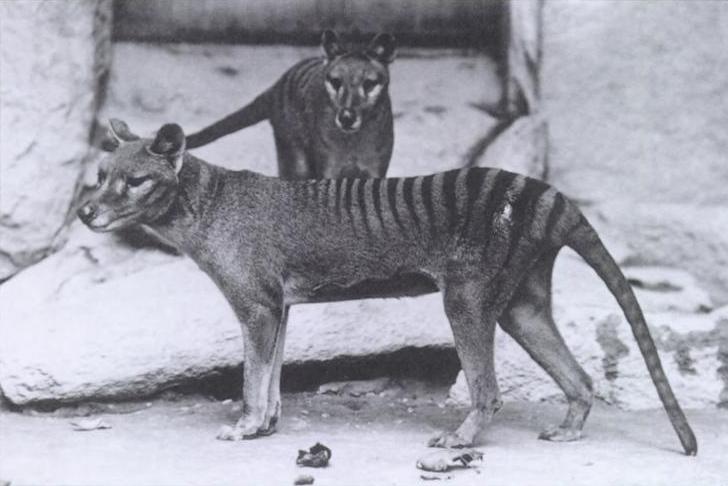 Thylacines in captivity.