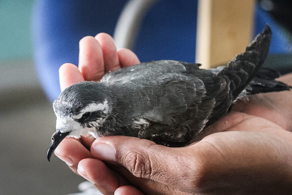 A bird sits in the hands of one of Projeto Biodiversidade's team.