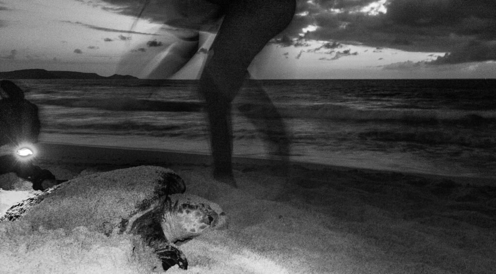 Biologists from Projeto Biodiversidade inspect a nesting turtle to monitor its activity in their database.