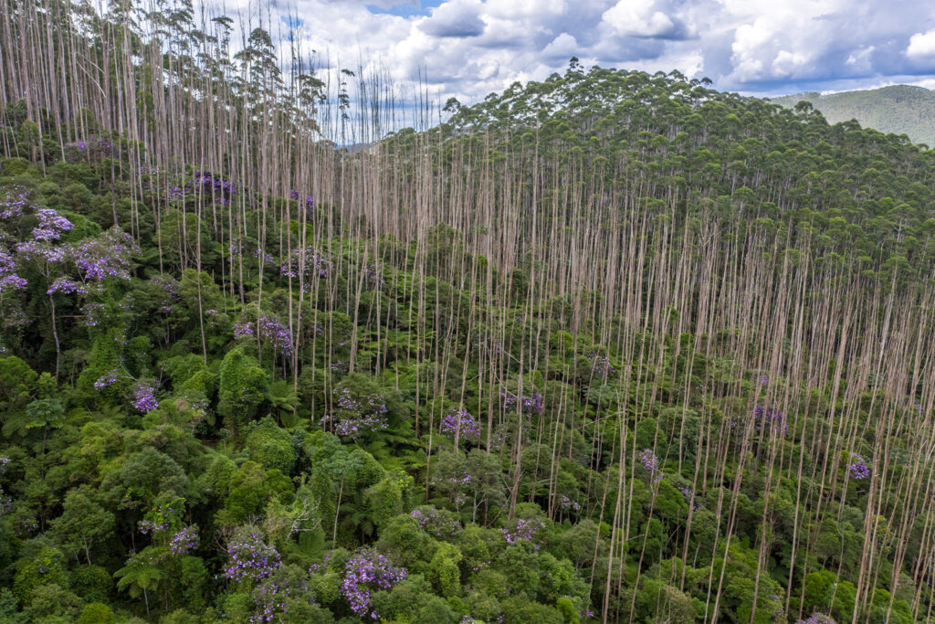 parque das neblinas, brasil, reforestation post plantation