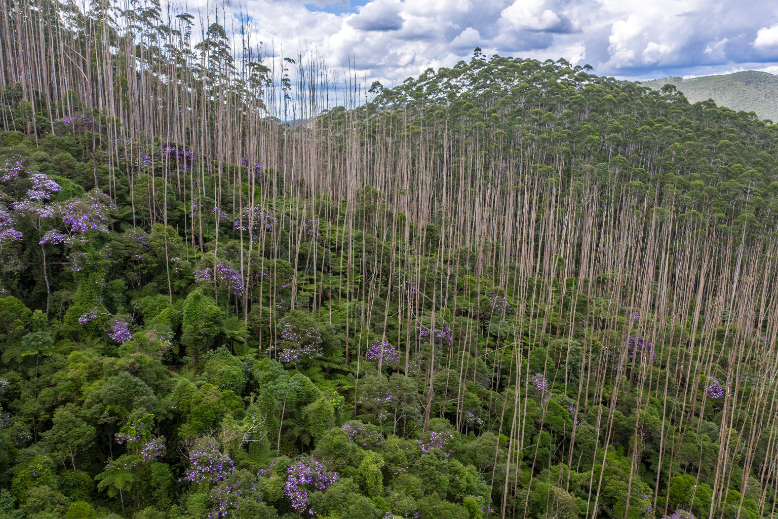 parque das neblinas