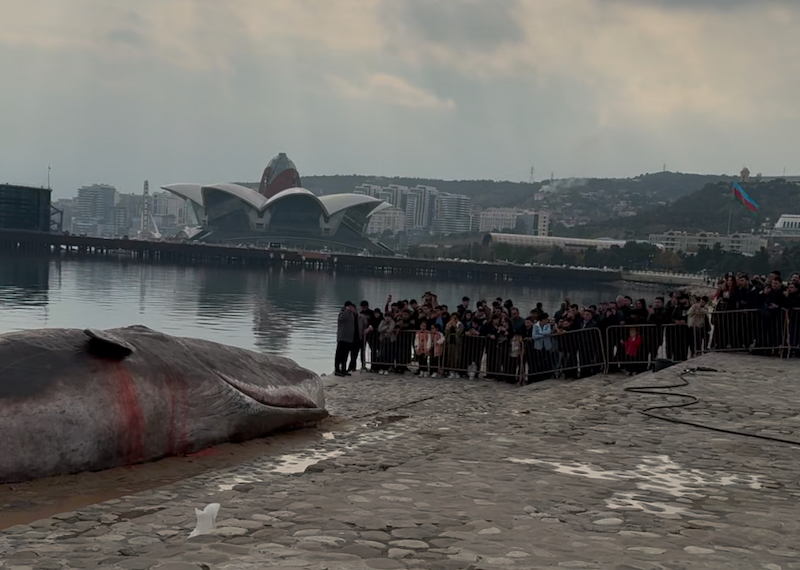 baku cop29 sperm whale installation